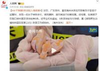 女子身藏6条活蛇入境被查 属《濒危野生动植物种国际贸易公约》附录Ⅱ列明物种
