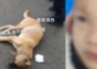 8岁男童遭狗扑咬 脸上缝了90多针