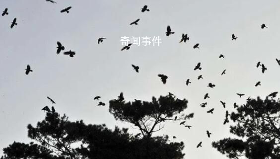 菲律宾近海地震:鸟群飞舞房屋摇晃