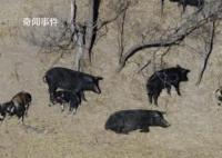 加拿大“超级猪”入侵美国 已对当地生态构成威胁