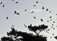 菲律宾近海地震:鸟群飞舞房屋摇晃