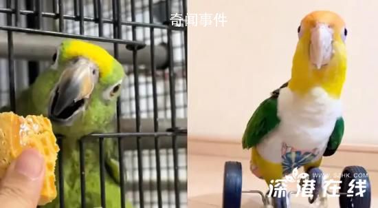 网友分享自家鹦鹉吃“断头饭” 引发热议