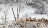 上万只蒙古野生黄羊跨越中蒙边境