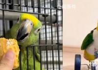 网友分享自家鹦鹉吃“断头饭” 引发热议