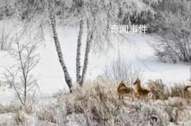 上万只蒙古野生黄羊跨越中蒙边境