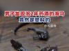 男子发现泡2年的药酒里海马竟是塑料