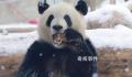 萌兰滚了一身炸裂糖霜 网友：这是可盐可甜的雪佛兰呀