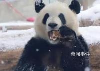 萌兰滚了一身炸裂糖霜 网友：这是可盐可甜的雪佛兰呀