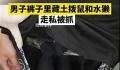 男子裤子里藏动物走私被抓