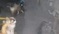 20多只猫饿到自相残杀?重庆辟谣