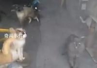 20多只猫饿到自相残杀?重庆辟谣