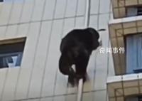 广东有猩猩爬居民楼?物业:没抓住