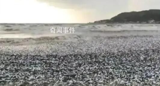 日本北海道海岸现大量沙丁鱼尸体 目前原因不明