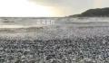日本北海道海岸现大量沙丁鱼尸体 目前原因不明