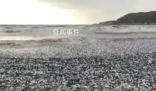 日本北海道海岸现大量沙丁鱼尸体 目前原因不明
