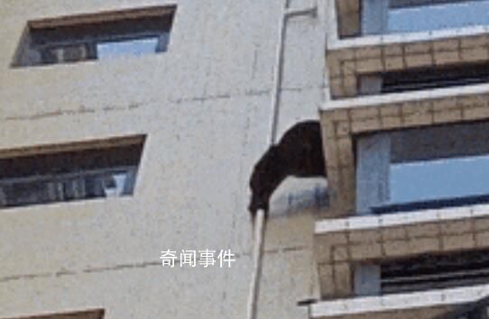 黑猩猩攀爬居民楼?专家:是藏酋猴