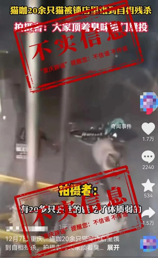 猫咖20只猫饿到互相残杀?店主回应