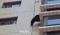 黑猩猩攀爬居民楼?专家:是藏酋猴