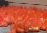 暴雪天物业囤白菜免费送业主 白菜炖粉条和这个天气太配了