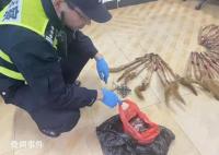 上海男子捕食33只黄鼠狼 被警方抓获