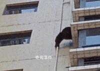 黑猩猩攀爬居民楼?专家:是藏酋猴