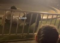 黑熊表演时抱咬驯兽师 动物园回应