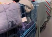 一辆载有950余只猫的运猫车被拦截