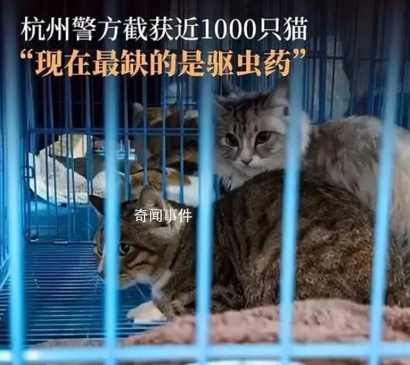 爱猫失踪90后女孩暗访整条产业链