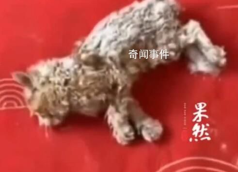 小猫雪天被冻僵女子用吹风机救活