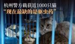 爱猫失踪90后女孩暗访整条产业链