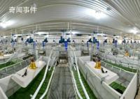 北方非洲猪瘟疫情发酵 养猪人该如何自救