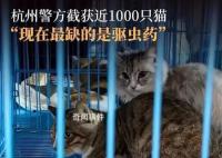 爱猫失踪90后女孩暗访整条产业链