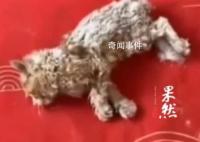 小猫雪天被冻僵女子用吹风机救活