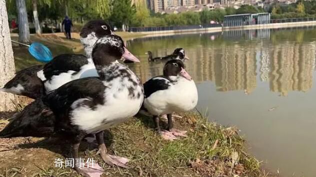 公园喊话游客把绑走的鸭子还回来 直到昨天仅剩的一对也被掳走了1只