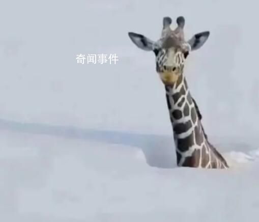 连降暴雪动物园只剩长颈鹿露头?