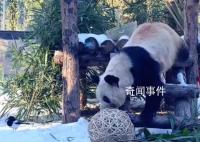 丫丫开启冬至进补模式 网友：鸟朋友也来陪丫宝过节啦