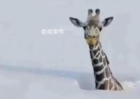 连降暴雪动物园只剩长颈鹿露头?