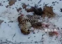 还原东北虎捕杀东北豹搏斗经过