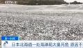 日本一月出现两次死鱼潮 渔港内部分死鱼已经腐烂