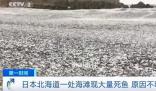 日本一月出现两次死鱼潮 渔港内部分死鱼已经腐烂