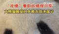 大熊猫睡觉口水被冻成冰溜子