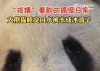 大熊猫睡觉口水被冻成冰溜子