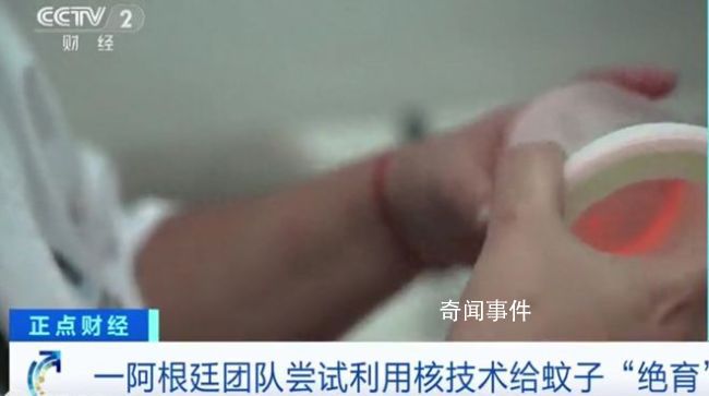 阿根廷用辐射给蚊子做绝育