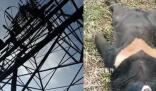 黑熊爬上高压电塔触电死亡 电力已恢复供应
