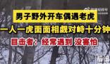 男子开车遇东北虎 双方对峙10分钟