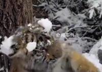 女生和虎宝宝玩雪 老虎无还手之力
