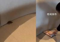 男子遇老鼠霸座 店员:没老鼠不可能
