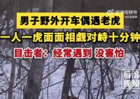 男子开车遇东北虎 双方对峙10分钟
