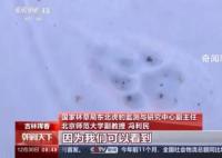 捕食了73号东北豹的东北虎是谁 肇事虎留下足迹