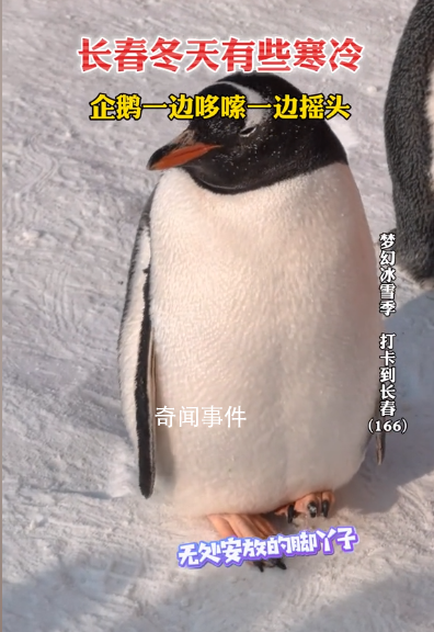 长春冬天冻懵企鹅:脚丫不敢着地